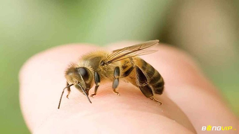 Mơ thấy ong ruồi mang đến cảnh báo về sự khó khăn khi đi đâu đó xa