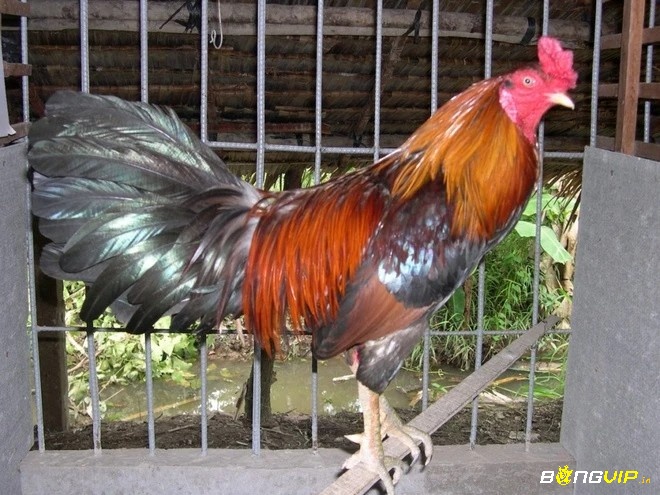 Sơ cứu kịp thời giúp gà phục hồi nhanh và tránh biến chứng sau chấn thương