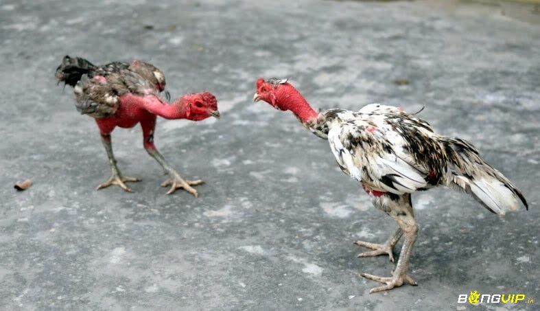 Không gian sống sạch, thoáng và đúng kỹ thuật là điều kiện tối ưu cho gà phát triển