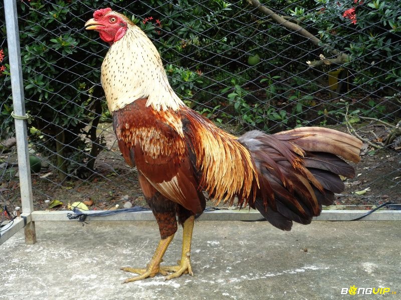 Chế độ nuôi gà đá không chỉ là cho ăn – đó là quy trình khoa học tạo nên chiến kê đỉnh cao