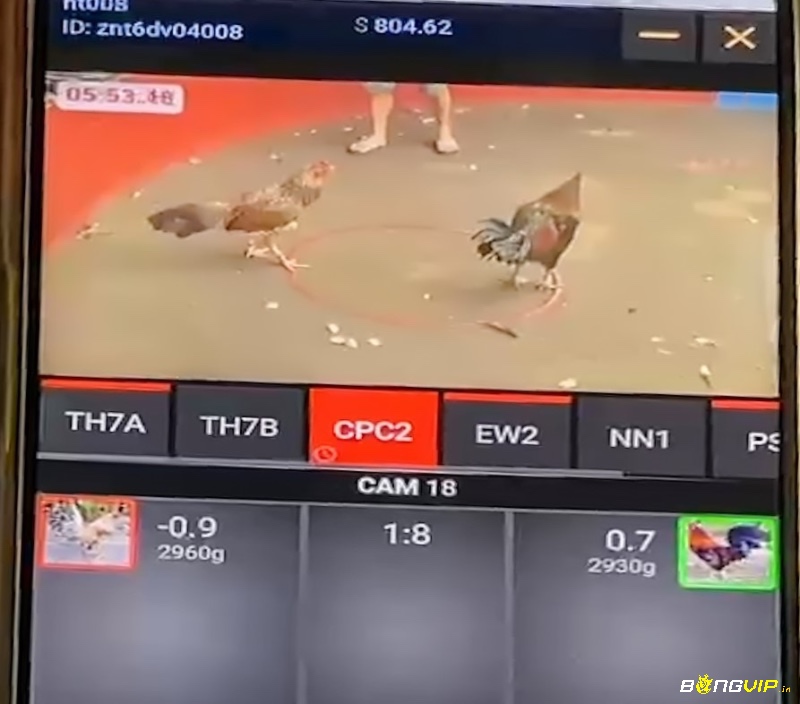Mỗi trận đấu đá gà online có hiển thị thời gian, tỷ lệ cược và trạng thái của gà chiến như cân nặng và sức mạnh, thành tích.