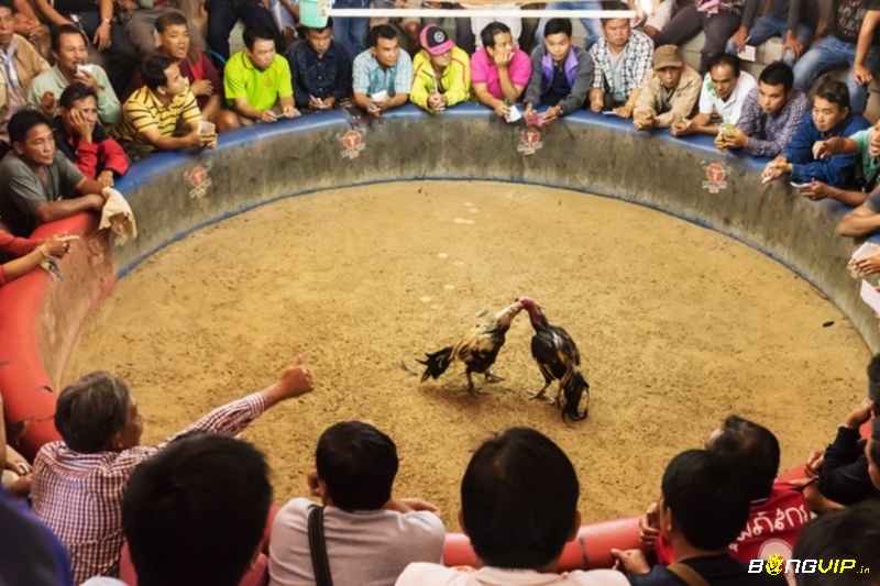Nắm rõ đặc điểm và phong cách tham chiến, cũng như thành tích lịch sử đấu của từng chú gà là chìa khoá chiến thắng.