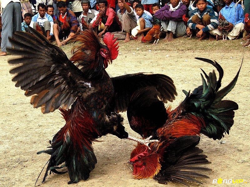 Vấn đề nhân đạo cho động vật cũng như chính sách pháp lý của từng quốc gia về đá gà online khiến người chơi phải cân nhắc.
