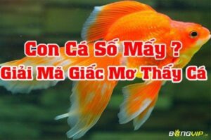 Mơ thấy cá đánh lô đề con gì - Bí ẩn giấc mơ và con số may mắn