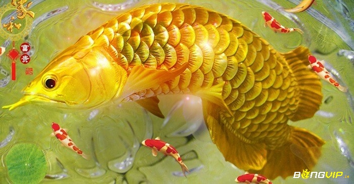 Giấc mơ nhìn thấy cá vàng có ý nghĩa gì và những con số may mắn liên quan