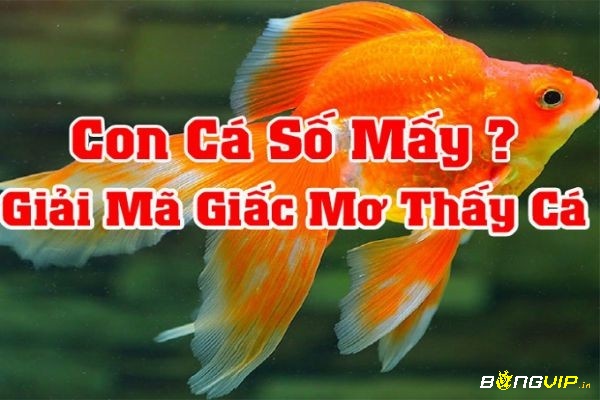 Giấc mơ nhìn thấy cá khá phổ biến mang theo nhiều ý nghĩa về may mắn và tài lộc