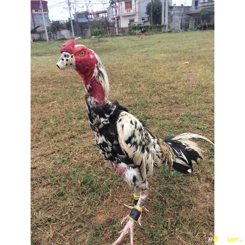 Lắp đặt cựa và dụng cụ tập luyện đúng kỹ thuật giúp tối ưu hiệu quả thi đấu và rèn luyện cho gà chọi, đồng thời đảm bảo an toàn và sức khỏe cho chiến kê