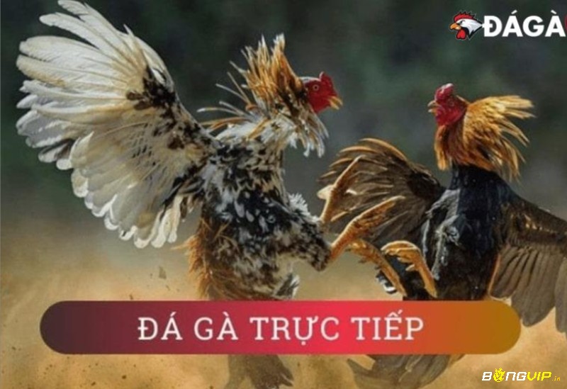 Đá gà Campuchia lên sóng truyền hình, mạng xã hội và app – xem đâu cũng chất, đam mê chẳng gián đoạn