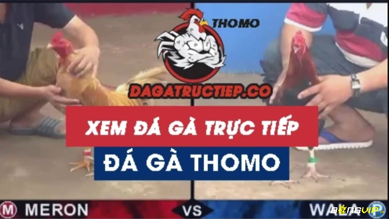 Xem đá gà Campuchia mượt mà mọi lúc, mọi nơi – chỉ cần mở app, trận đấu sẽ trong tay bạn