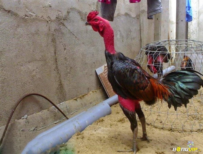 Xem đá gà mọi lúc, mọi nơi chỉ với vài cú nhấp – trải nghiệm hấp dẫn ngay tại nhà