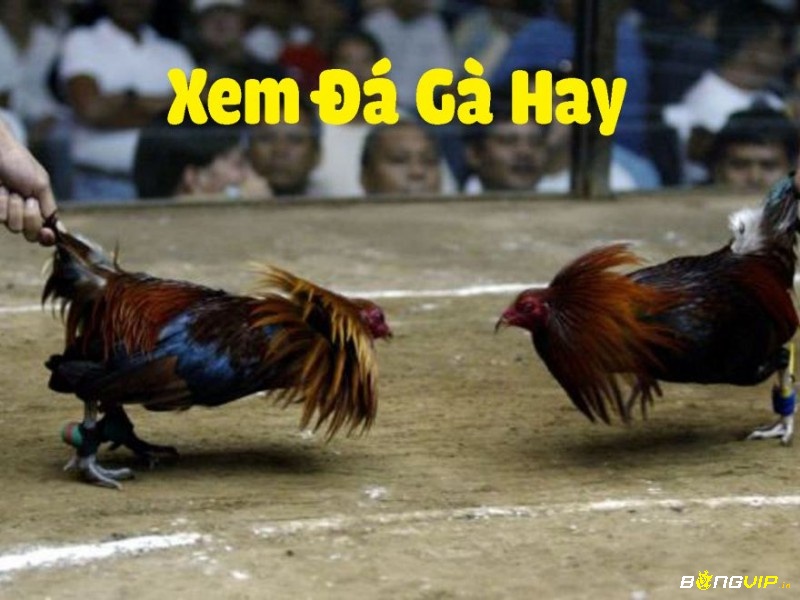 Không chỉ là giải trí, mỗi trận đá gà Campuchia trực tiếp đều được giám sát nghiêm túc để đảm bảo công bằng và minh bạch