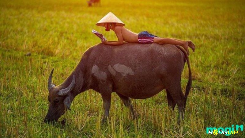 Nằm mơ thấy trâu là điềm báo gì -Cưỡi trâu thể hiện bạn đang có quyền lực, ảnh hưởng và khả năng định hướng cuộc sống theo ý muốn