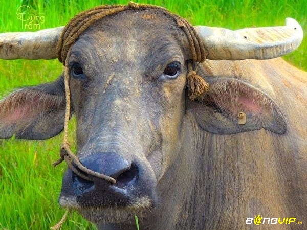 Trâu trong chuồng tượng trưng cho việc mọi thứ đều nằm trong tầm kiểm soát, các nguồn lực và tiềm năng sử dụng một cách có kế hoạch