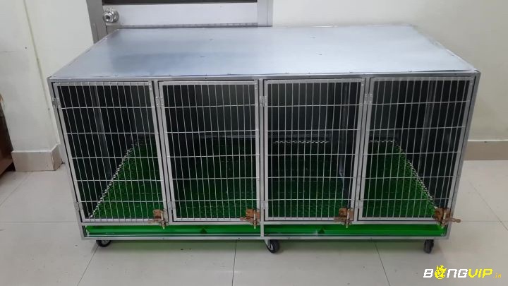 Thông thoáng giúp gà khỏe mạnh, giảm nguy cơ bệnh tật