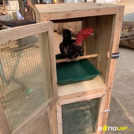 Chuồng gỗ thoáng mát nhưng cần bảo dưỡng định kỳ để kéo dài tuổi thọ