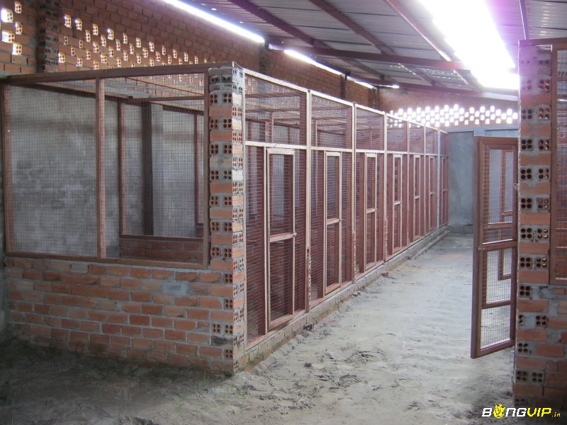 Lựa chọn chuồng ngủ phù hợp và chất lượng giúp bảo vệ sức khỏe gà chọi và nâng cao hiệu quả nuôi dưỡng