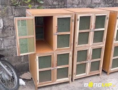 Cùng Bongvip tìm hiểu kỹ hơn về chuồng ngủ cho gà chọi nhé