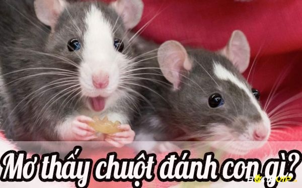 Mơ thấy chuột đánh con gì được luận giải theo chi tiết mơ