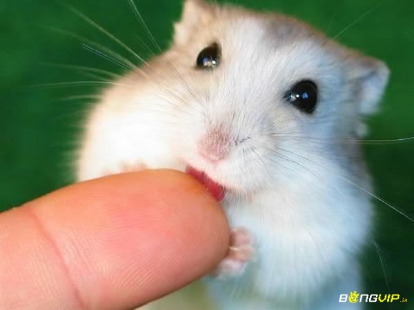 Mơ thấy chuột gợi mở các con số liên quan đến tài lộc và cơ hội làm giàu