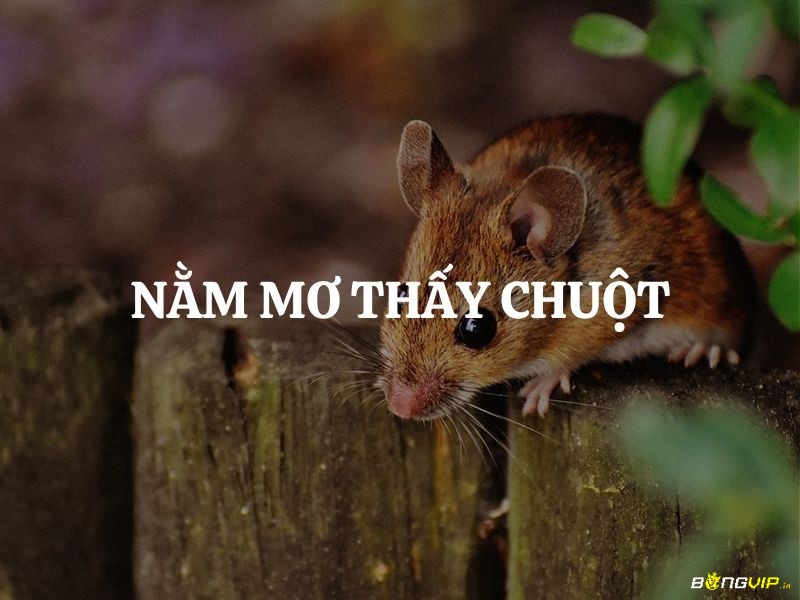 Mơ thấy chuột phản ánh những điềm báo đa dạng về cuộc sống và tương lai