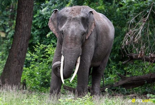 Bộ số đề khi ngủ mơ thấy voi phụ thuộc vào từng chi tiết mơ xảy ra