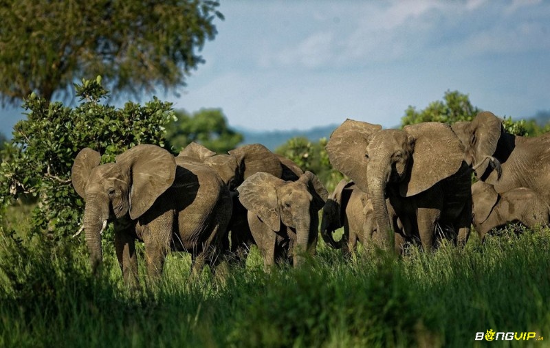 Giấc mơ báo hiệu mối quan hệ gia đình, đồng nghiệp và bạn bè ngày càng khởi sắc