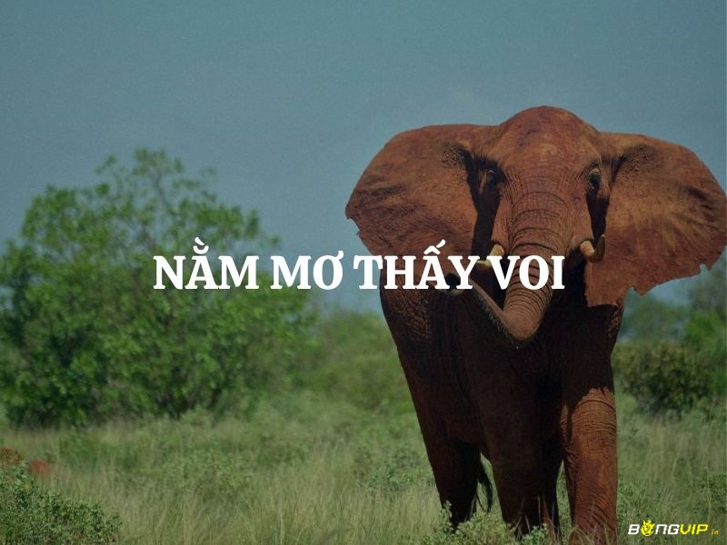 Tìm hiểu điềm báo khi mơ thấy voi để giải mã trọn vẹn thông điệp từ tiềm thức