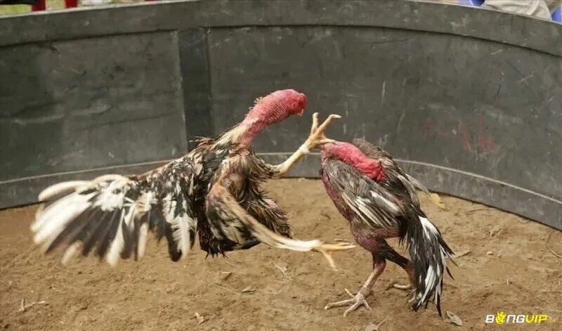 Để một chiến kê đủ điều kiện thi đấu cần đạt nhiều tiêu chí quan trọng