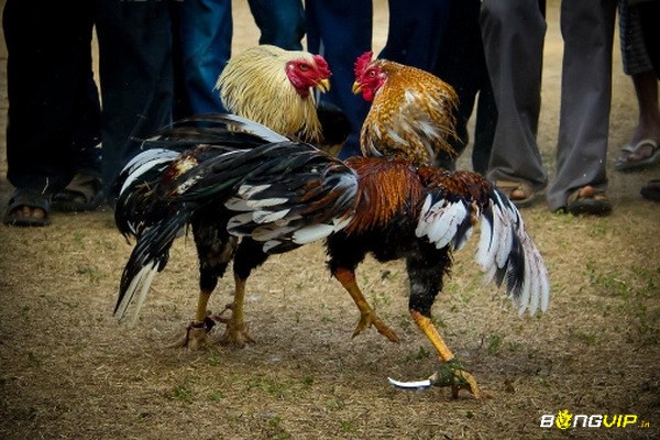 Trọng tài sẽ là người đưa ra các phán quyết cuối cùng cho kết quả của các trận đấu