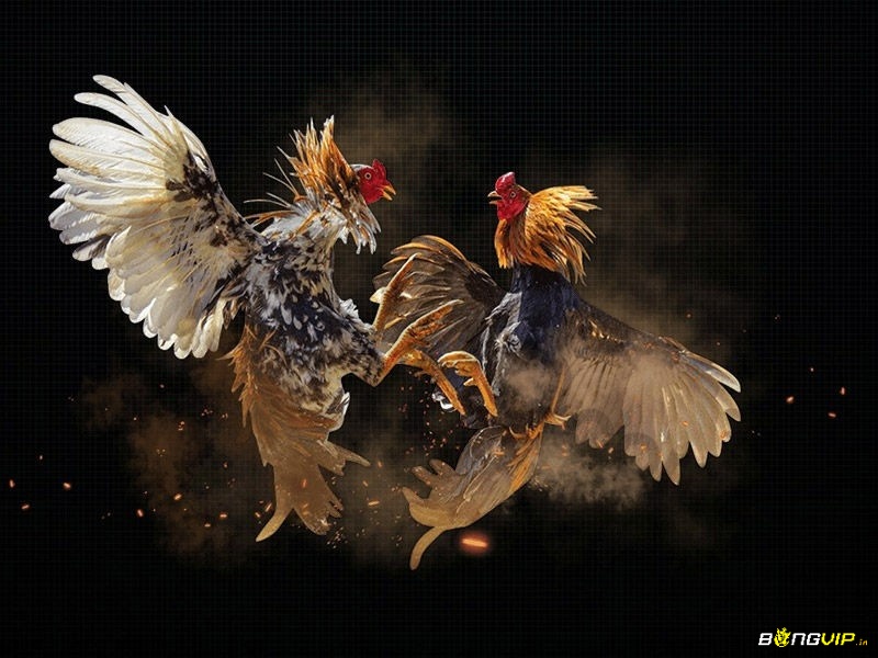 Nếu gà chiến vi phạm các lỗi gian lận thì sẽ bị xử thua ngay lập tức