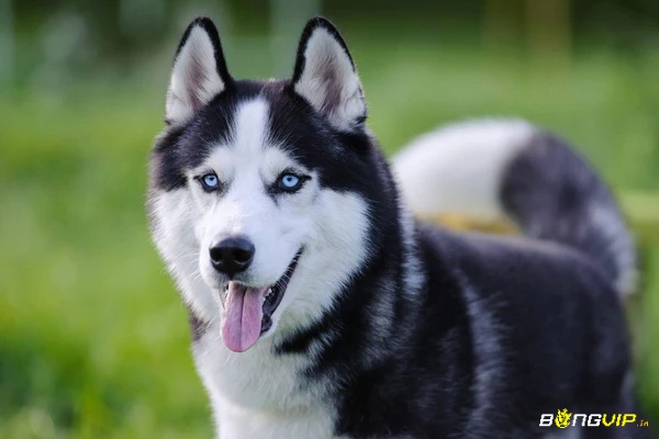 Phân tích thêm những giấc mơ thấy chó khác để giải mã trọn vẹn thông điệp