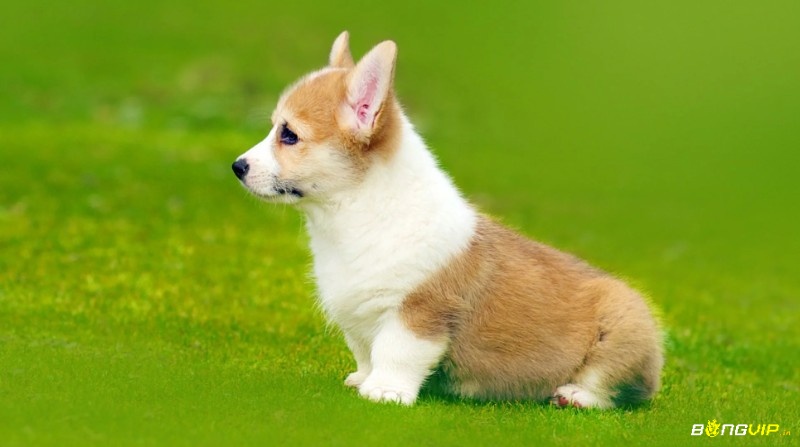 Cùng tìm hiểu mơ thấy chó đánh con gì để giải mã vận may ẩn sau