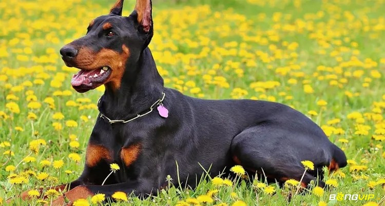 Giấc mơ tương ứng với những con số khác nhau tùy vào bối cảnh cụ thể