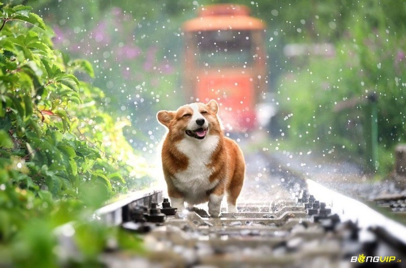 Hình ảnh chó trong mơ chứa đựng thông điệp đặc biệt từ tiềm thức