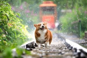 Mơ thấy chó đánh con gì để đề thủ may mắn trúng lớn?
