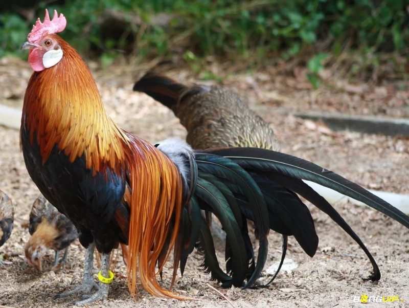 Chiêm bao thấy gà trống màu vàng được xem là giấc mơ mang điềm lành