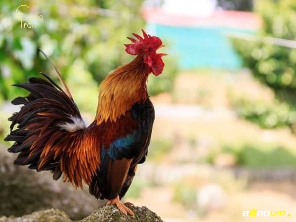 Mơ thấy gà trống gáy thường mang ý nghĩa về sự khởi đầu mới