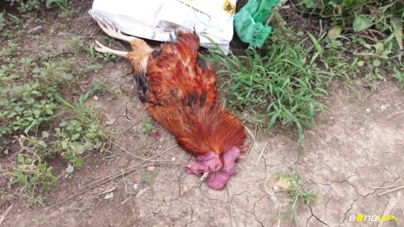 Mơ thấy gà trống chết thường mang ý nghĩa không mấy tích cực