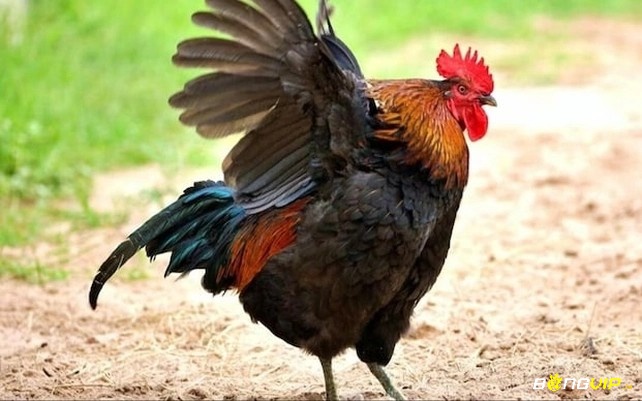 Mơ thấy gà trống số mấy? Mơ thấy con gà trống thì đề thủ hãy triển ngay con lô 63