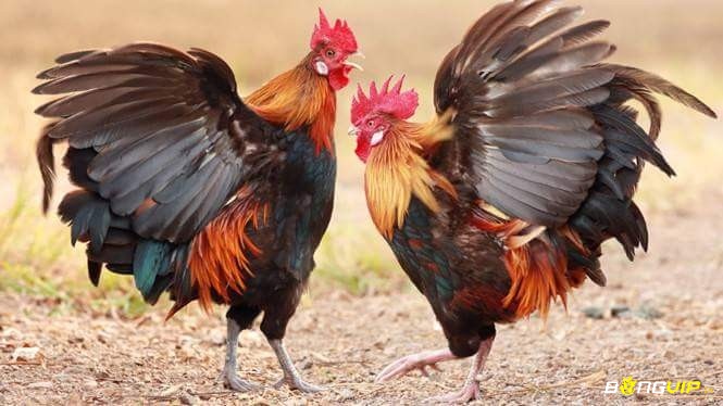 Mơ thấy 2 con gà trống mang ý nghĩa liên quan đến sự cạnh tranh hoặc đối đầu trong cuộc sống