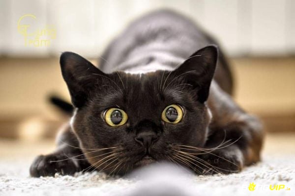 Giấc mơ thấy mèo đen là điềm báo hé lộ những bí mật trong cuộc sống của bạn